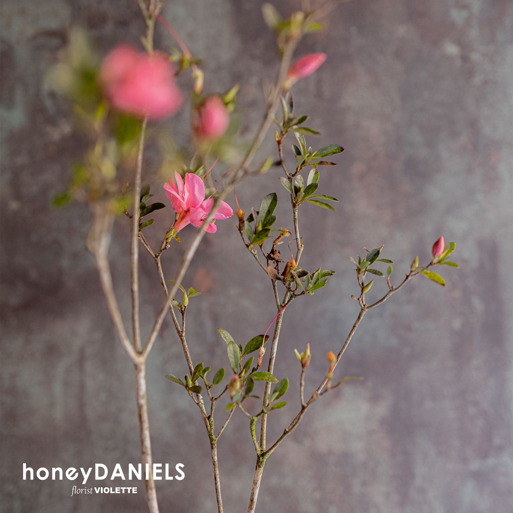 鴻暄庭【 1/23後依序出貨 】